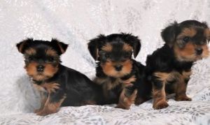 Tiny/mini/teacup Yorkshire terriers