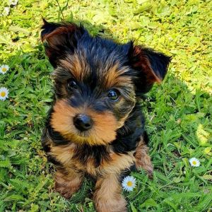 Hector is a sweet, friendly little Yorkshire Terrier puppy.