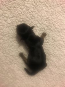 Crocketts Little Yorkie’s