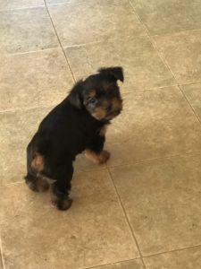 Yorkie Puppies
