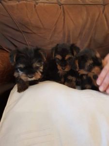 Dreamy Yorkshire Terrier