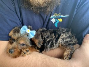 Yorkie puppy for sale