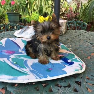 Tiny T Cup Yorkie Pups.