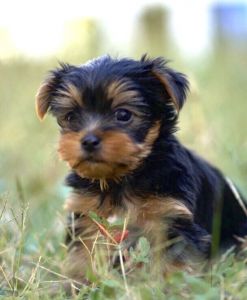 6 weeks old tyrkies.male,fenale