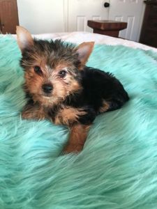 Godly x Yorkshire Terriers ready