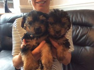 Purebred Tiny Yorkie Puppies Text (***) ***-***9