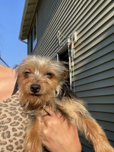 Yorker terrier-female-10 months ols