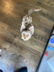 Chocolate Merle Tweed Yorkie