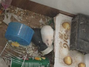 Selling French/Syrian hamsters
