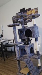 Two Loving Cats – Brother & Sister Pair