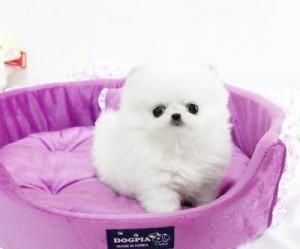 Teacup PomeranianTeacup Pomeranian