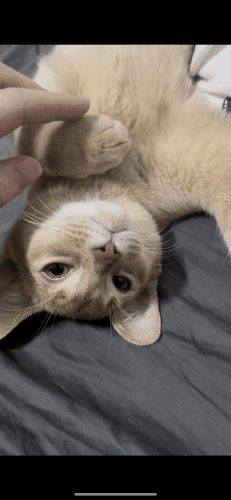 Abyssinian Cats for sale in Savannah, GA, USA. price: $1,100