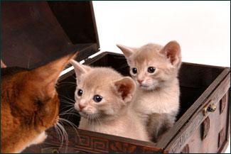 Abyssinian kittens brave