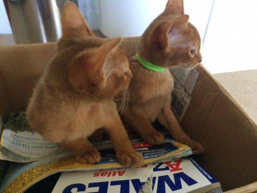 Abyssinian kittens