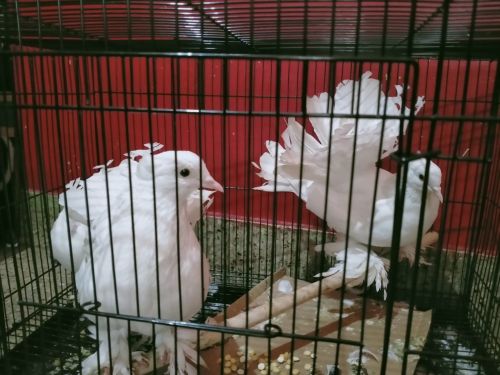 Beautiful birds with white color