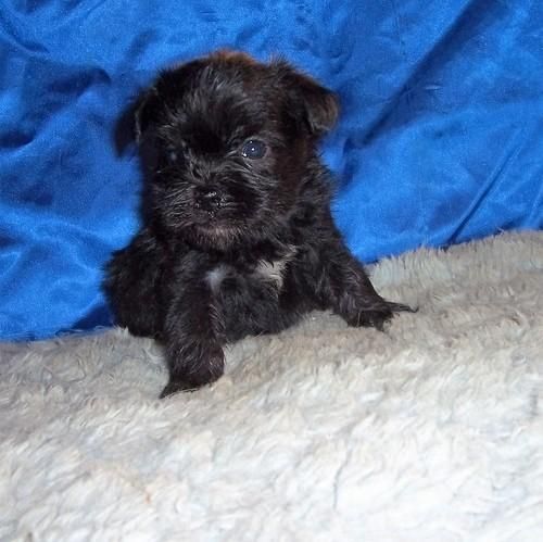 Affenpinscher