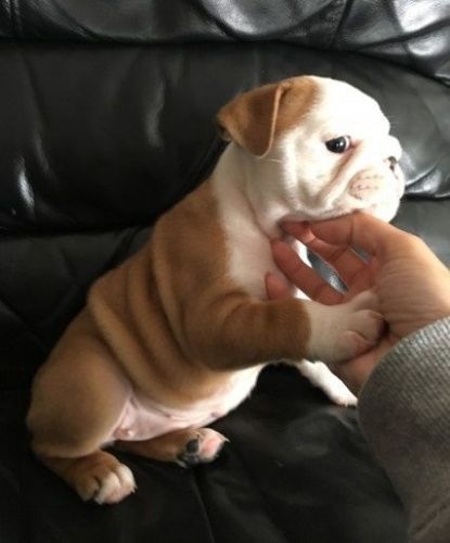 xmass English Bulldog now ready to go home with you :***