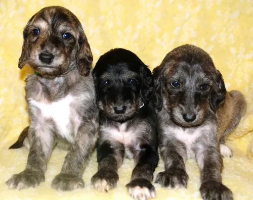 afghan hound puppies - health problems