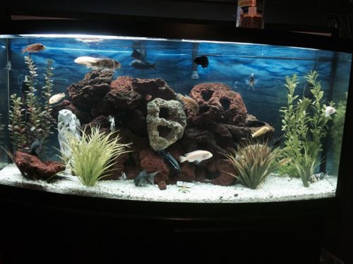 72 Gal african cichlid complete tank set up