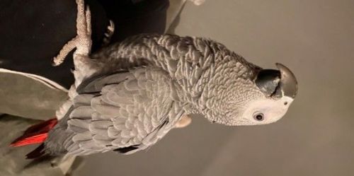 African Grey Parrot