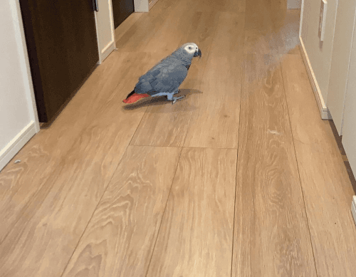 African Grey Parrots for Sale - ***