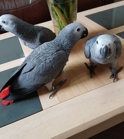 Stunny Beautiful Talking Congo African Grey
