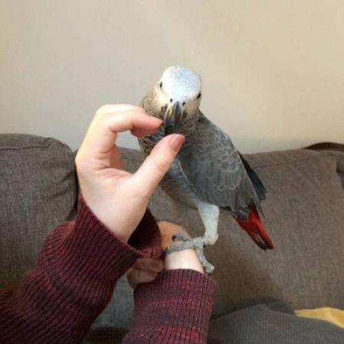 Happy African Grey Parrots Pair