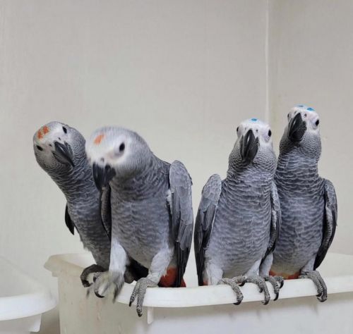 African Gray