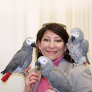 African Grey parrots