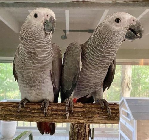African grey