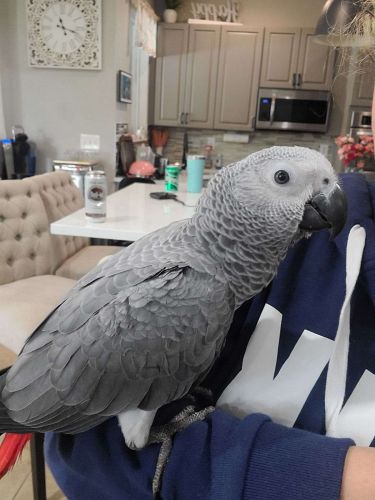 Congo African gray parrot  Pair 