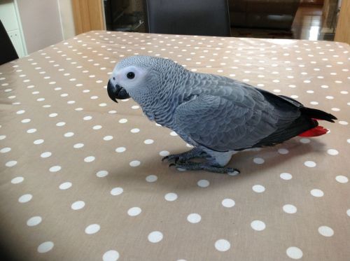 African grey congo
