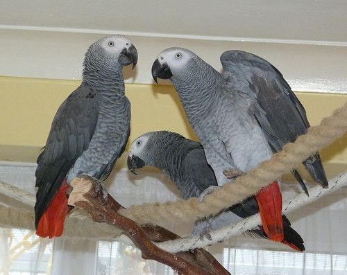Baby Congo African Grey