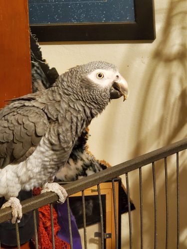 African gray for sale