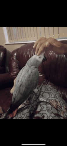 African grey