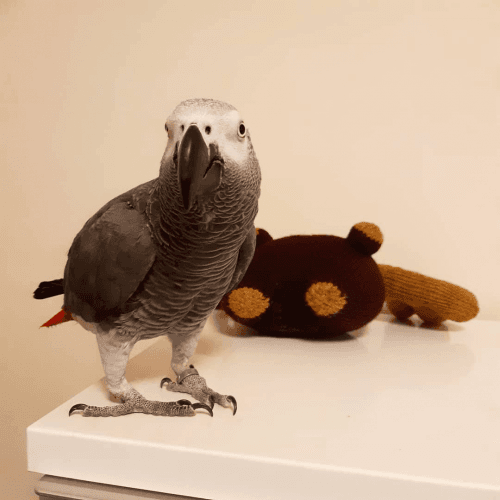 Tamed African Grey