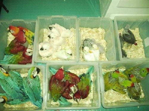 Parrots Babies and fertilized eggs for sale.