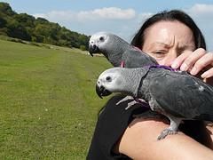 African grey parrots