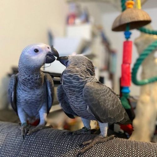 African Grey Parrots for sale
