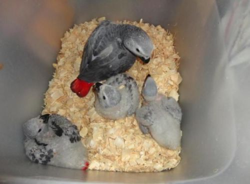 African gray parrots. Contact via text only ***