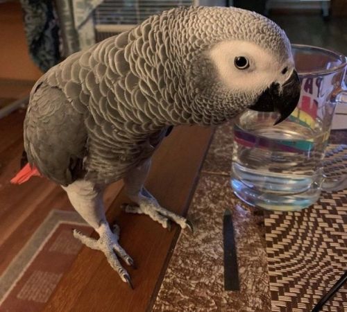 African grey Parrot