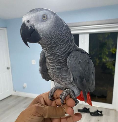 Medium Black Timneh African Grey Parrots