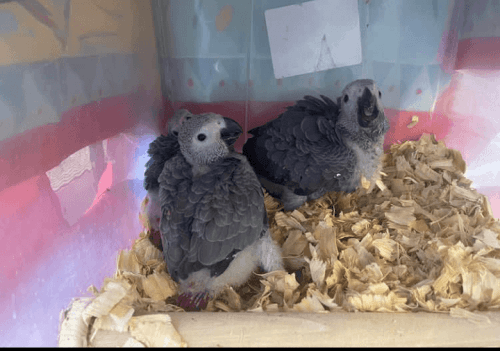 African grey chicks for sale
