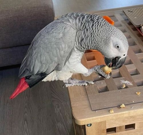 Healthy African grey parrots for sale