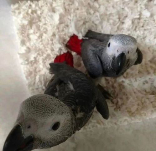 African Grey Parrots