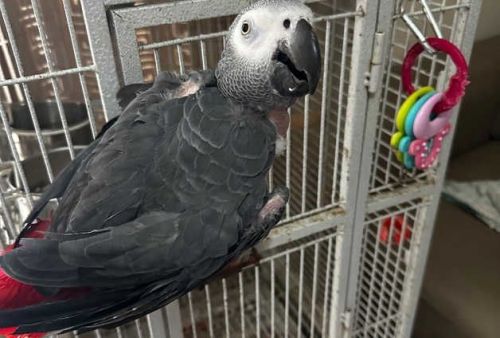 Friendly african greys