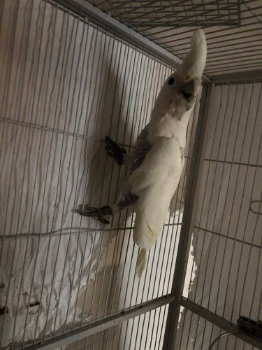 Bird for sale comes with cage