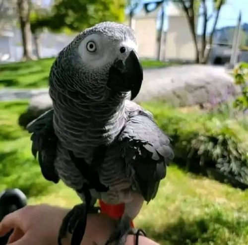 Beautiful African grey parrots for sale