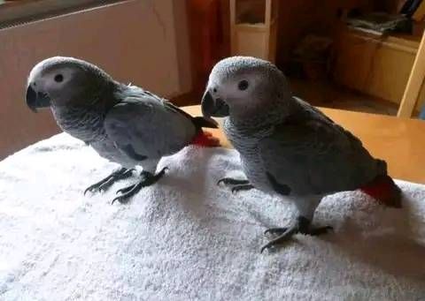 African Grey Parrot for Adoption