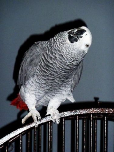 stunning african grey parrots